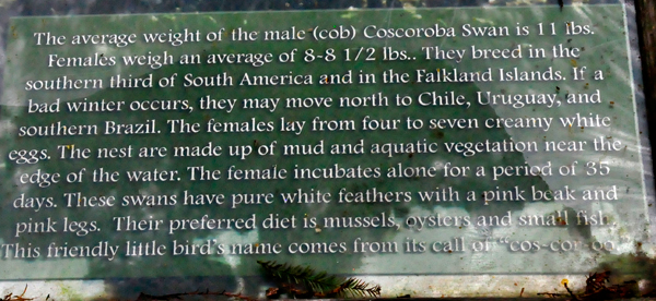 sign about the Coscorobas Swans